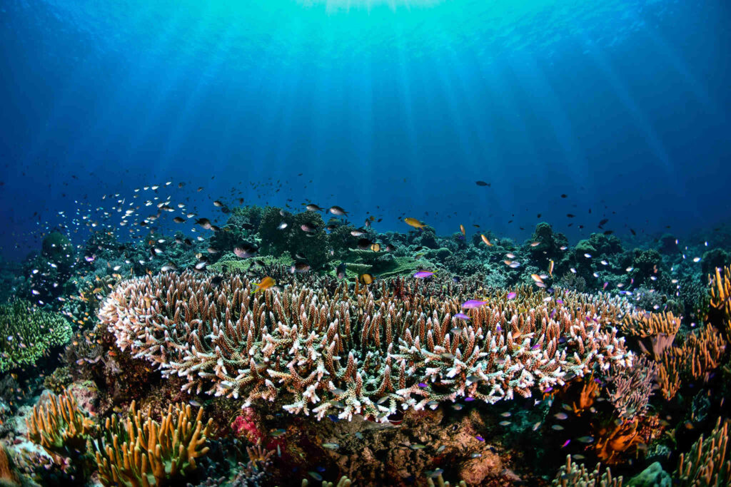 Tubbataha Reef Palawan