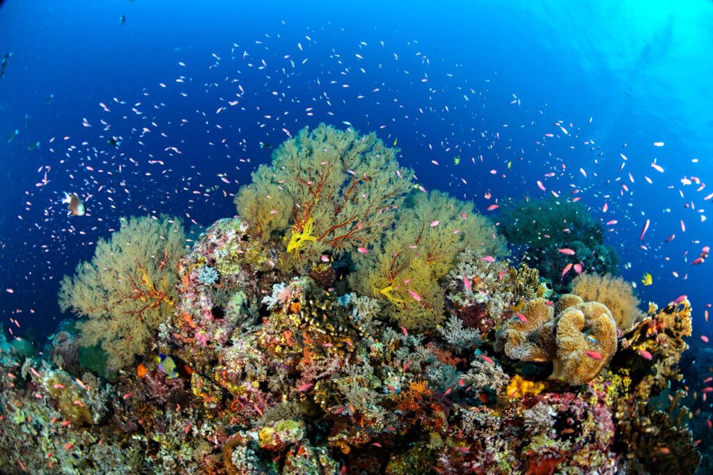 Tubbataha Reef Palawan