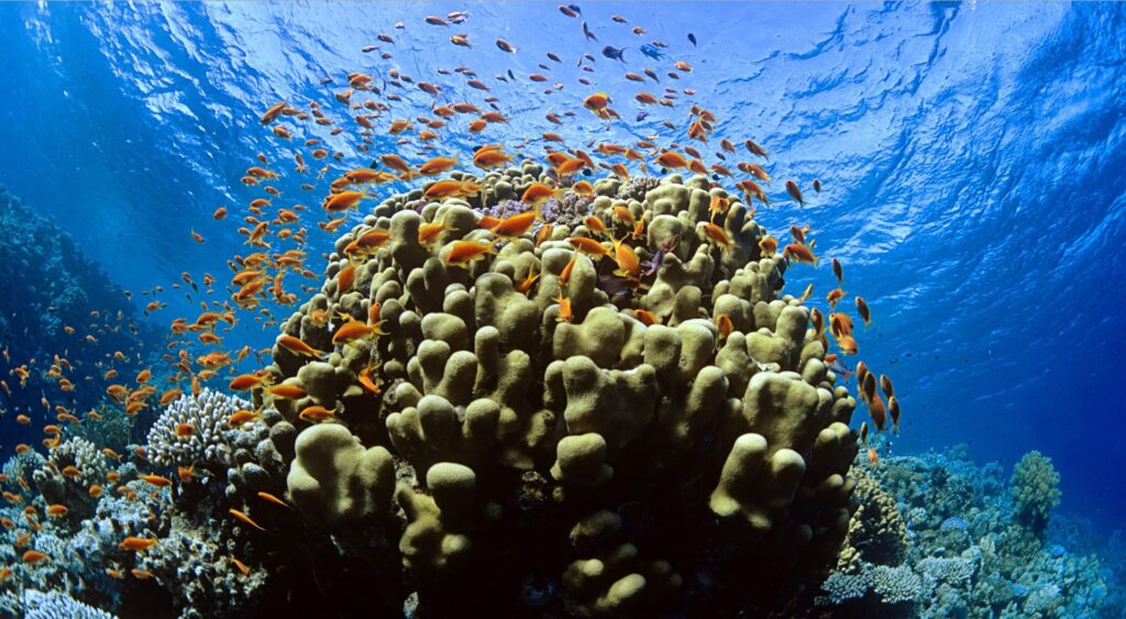 Tubbataha Reef Palawan