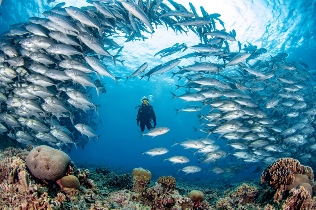 Tubbataha Reef Palawan